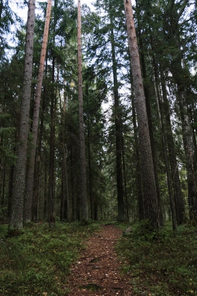 Lorem Ipsudm has been  (1) (1) (1) (1)